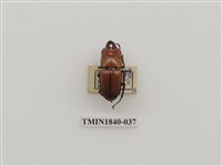 藏品(菲律賓產昆蟲)的圖片